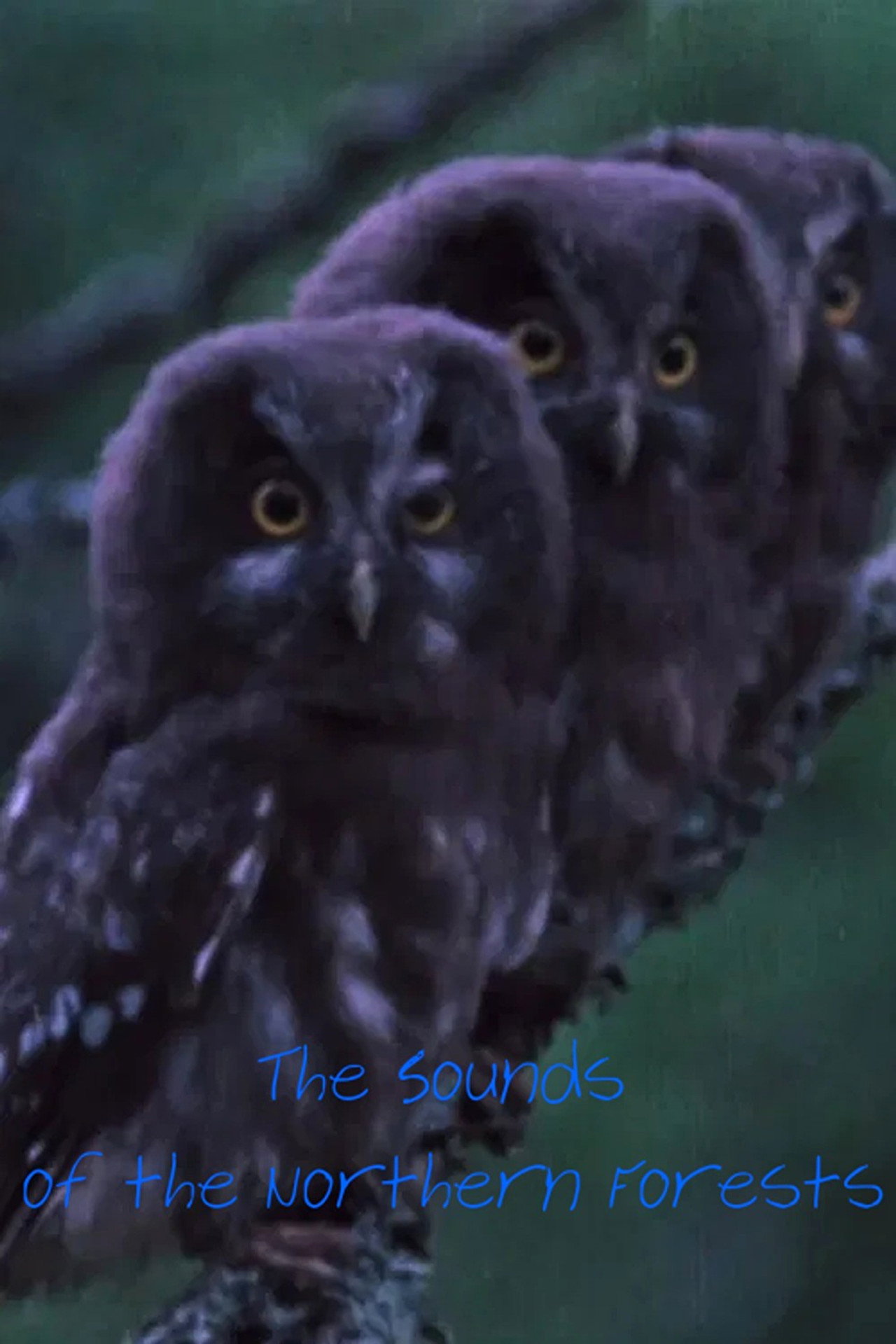 The Sounds of the Northern Forests