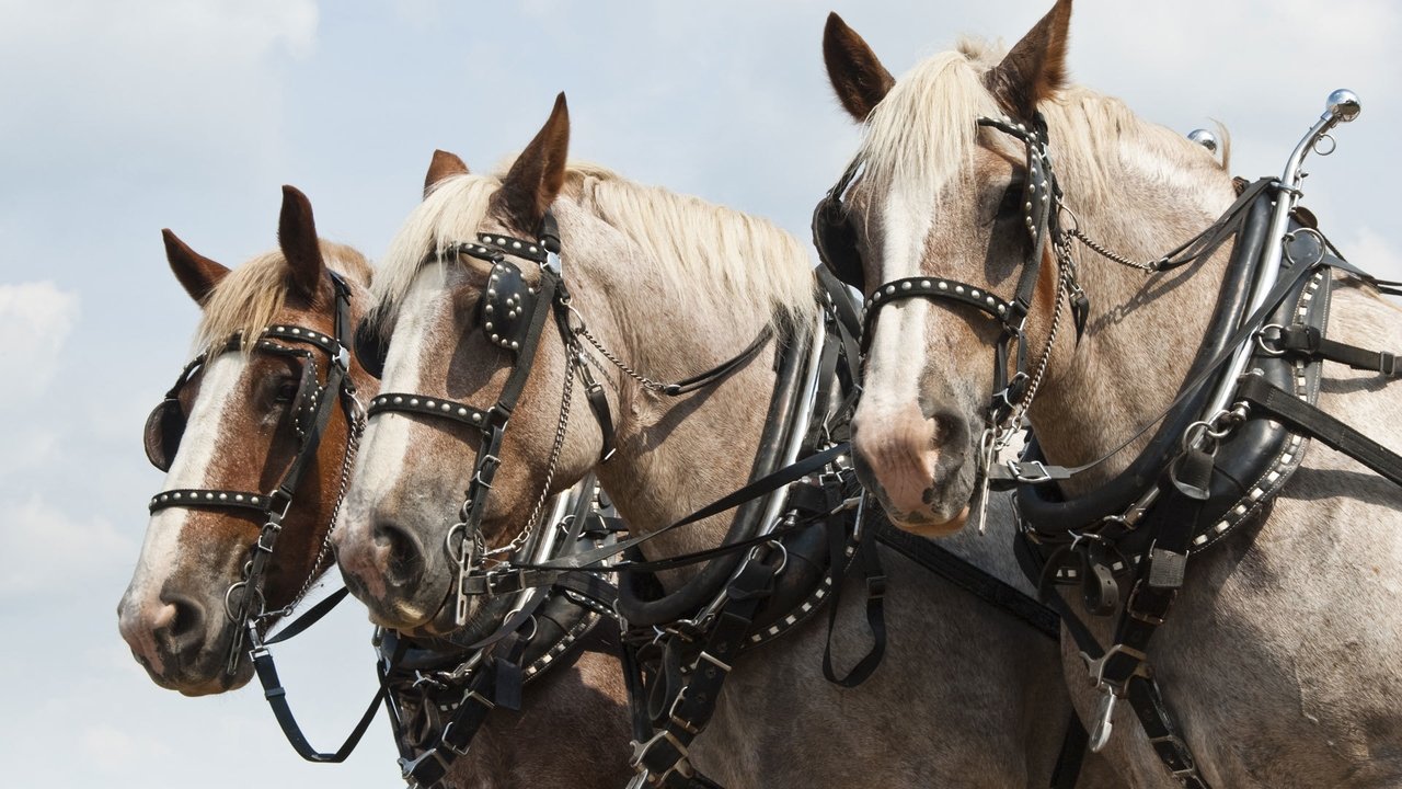 Nature - Season 18 Episode 3 : Horses