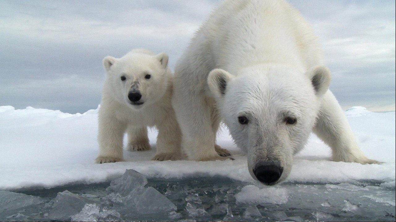 Polar Bear: Spy on the Ice still 2