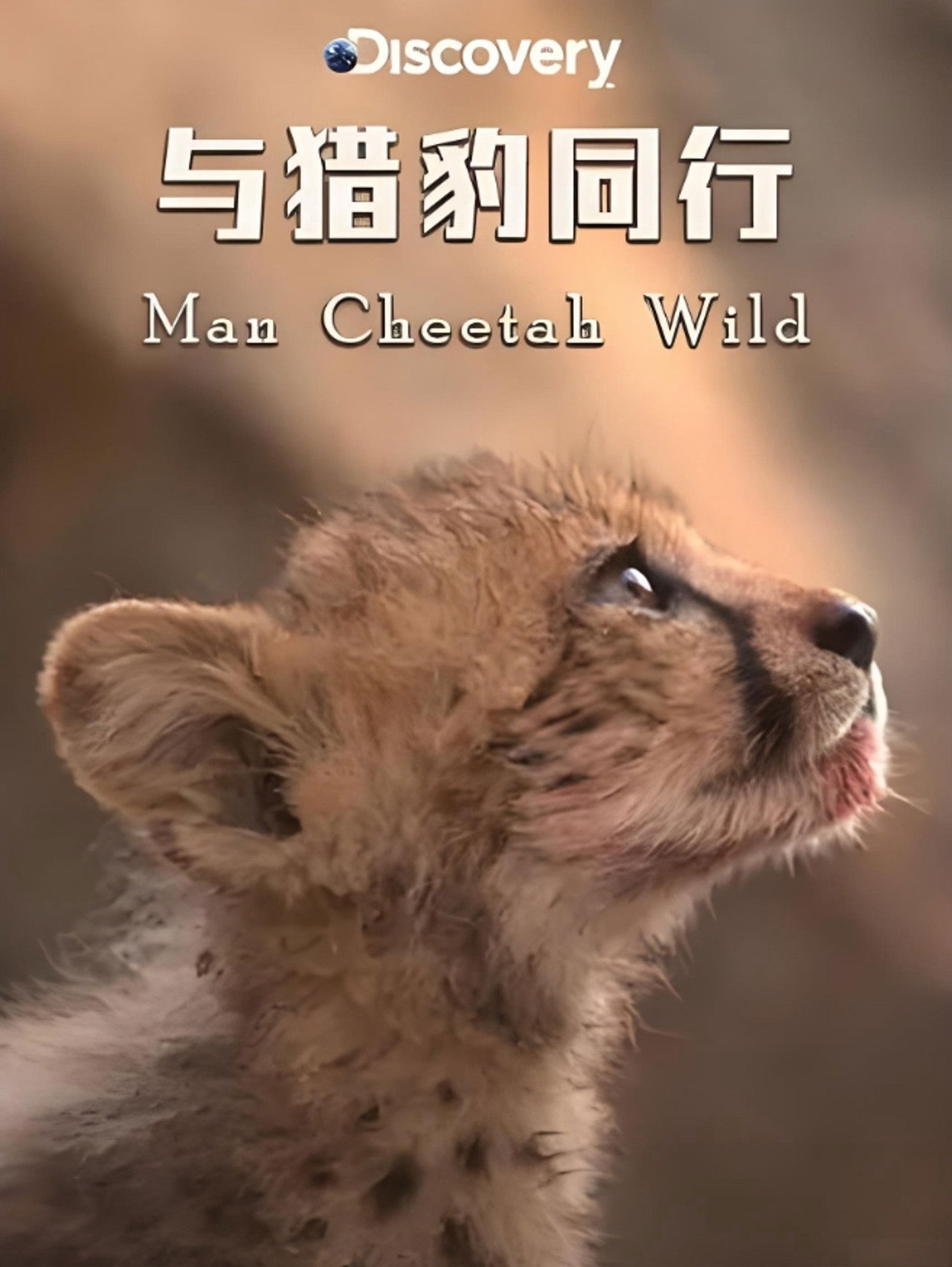 Man Cheetah Wild Backdrop