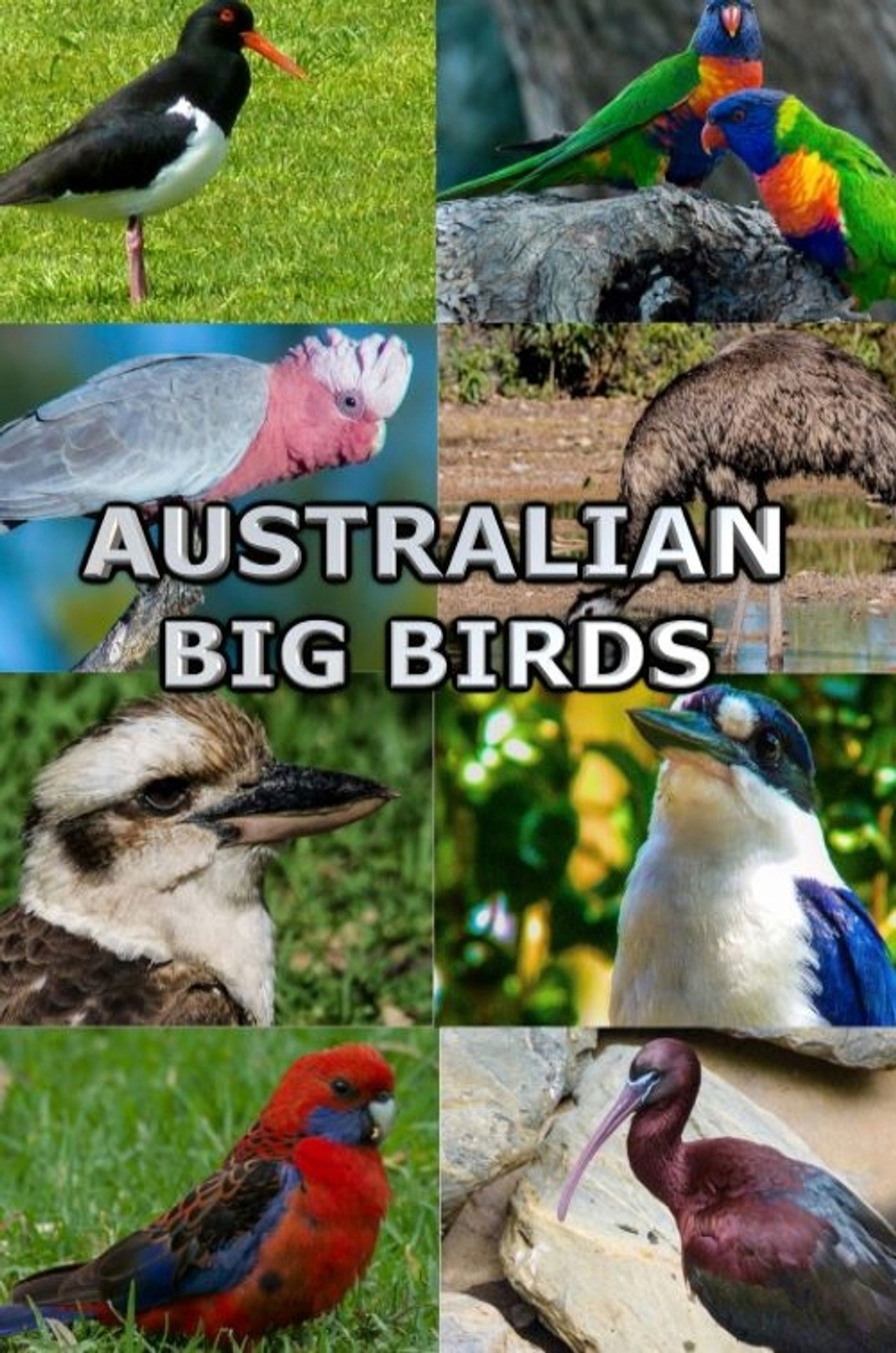 Australian Big Birds Backdrop