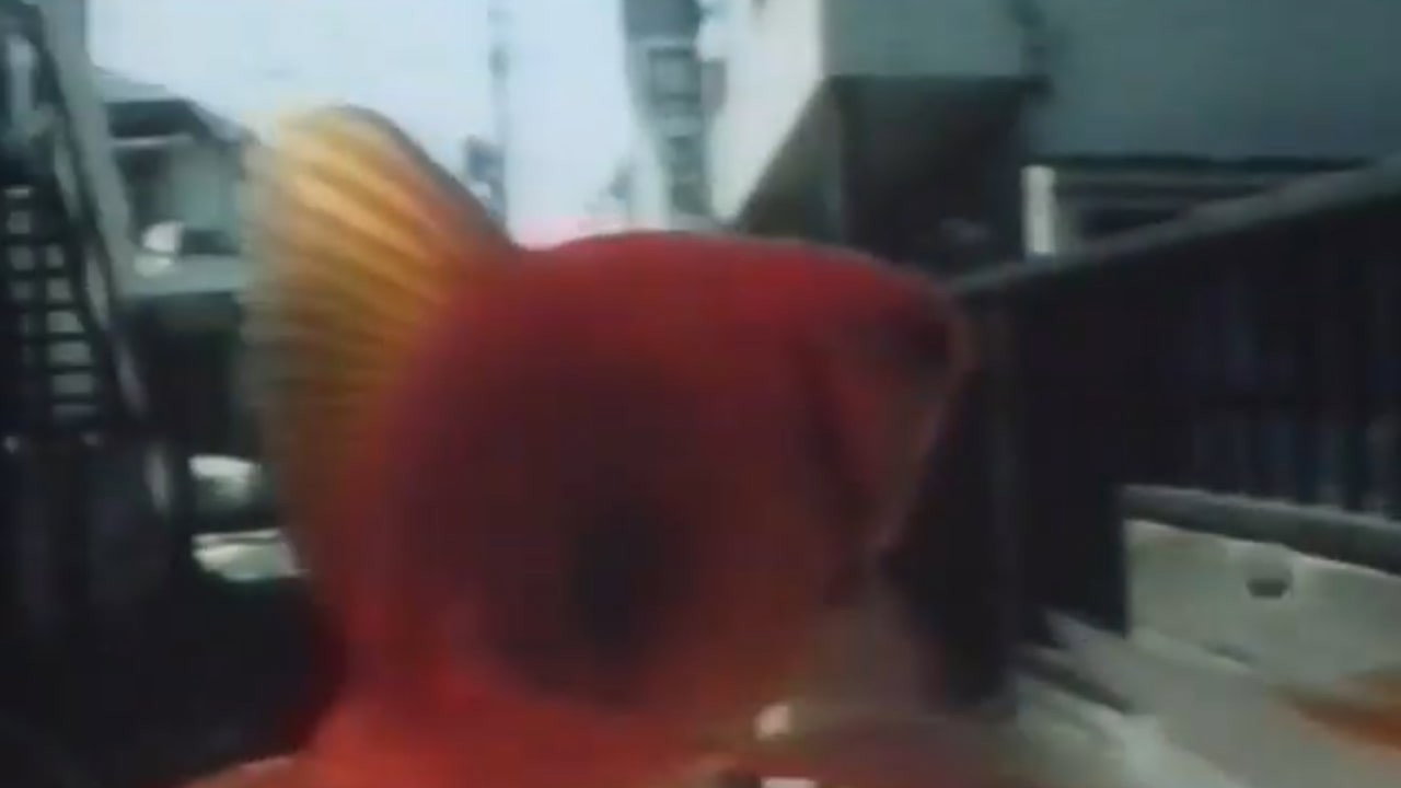 スピノザのレンズ