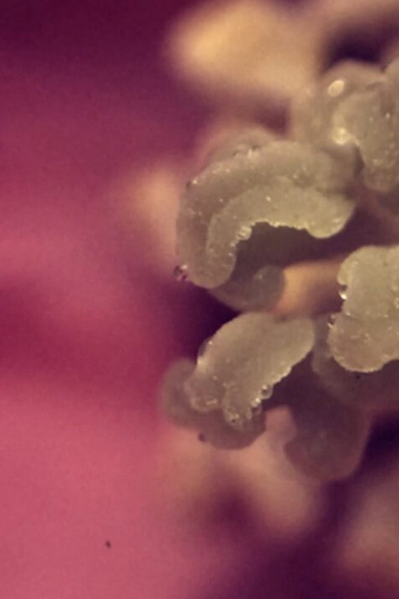 uchronia, no.1