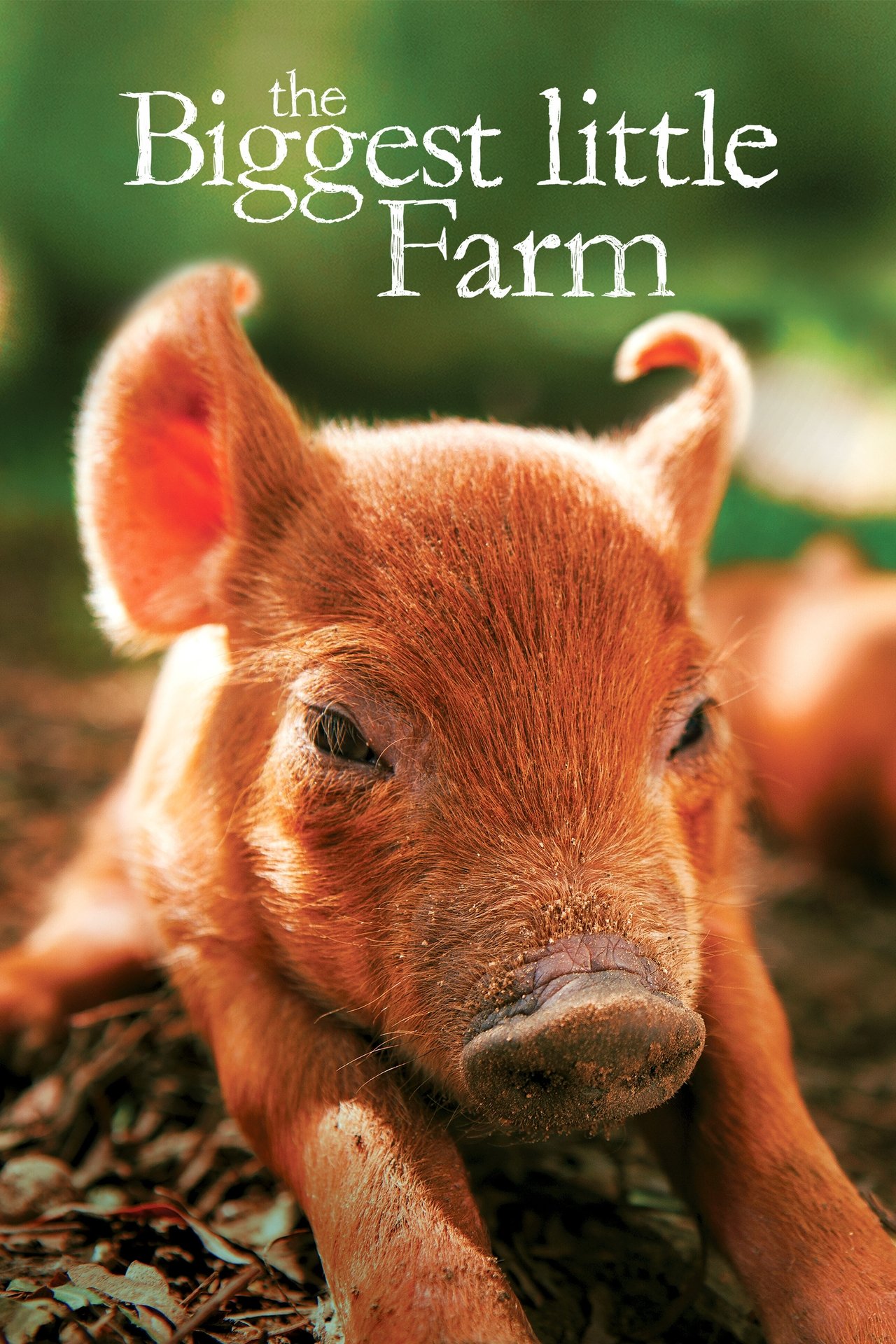 The Biggest Little Farm Worksheet The Biggest Little Farm Worksheet