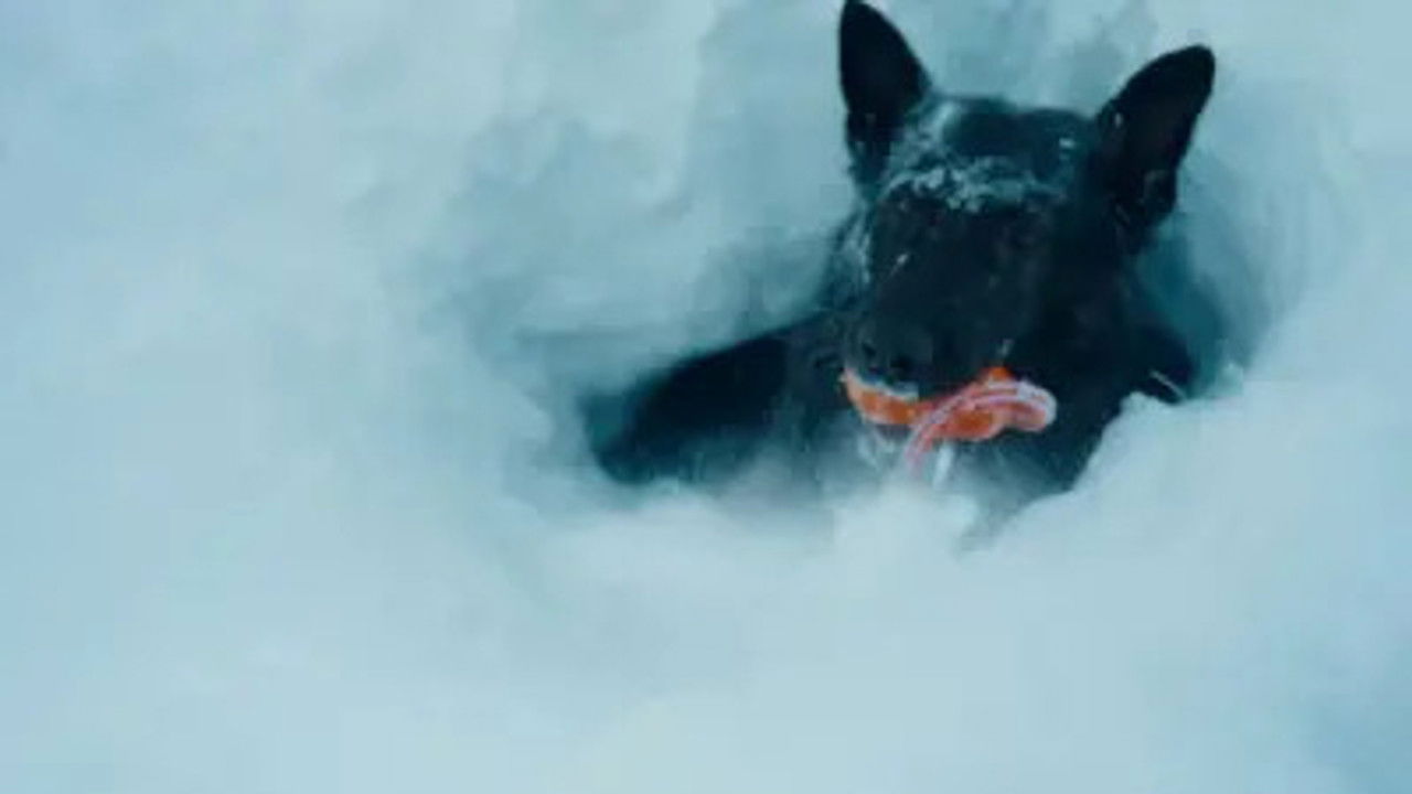 Politihundene — Épisode 9