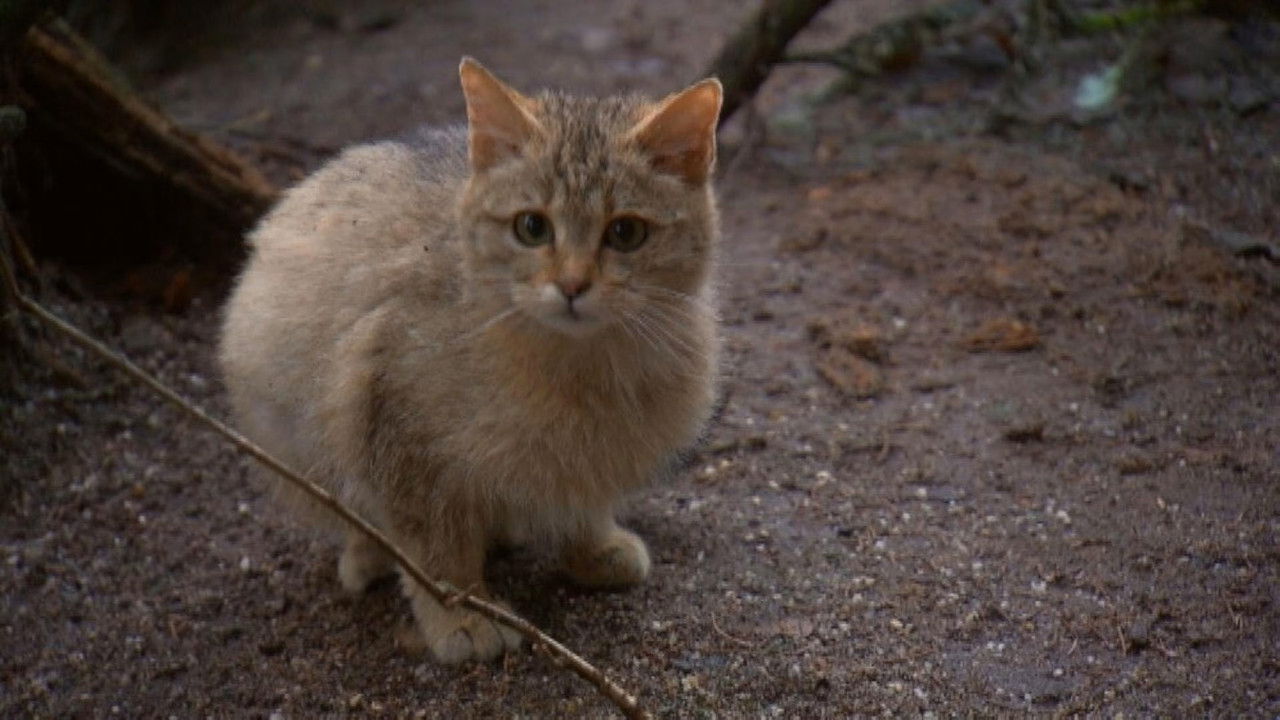 Paula und die wilden Tiere — Épisode 8