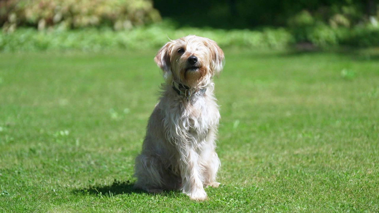 Die Unvermittelbaren - mit Martin Rütter — Épisode 8