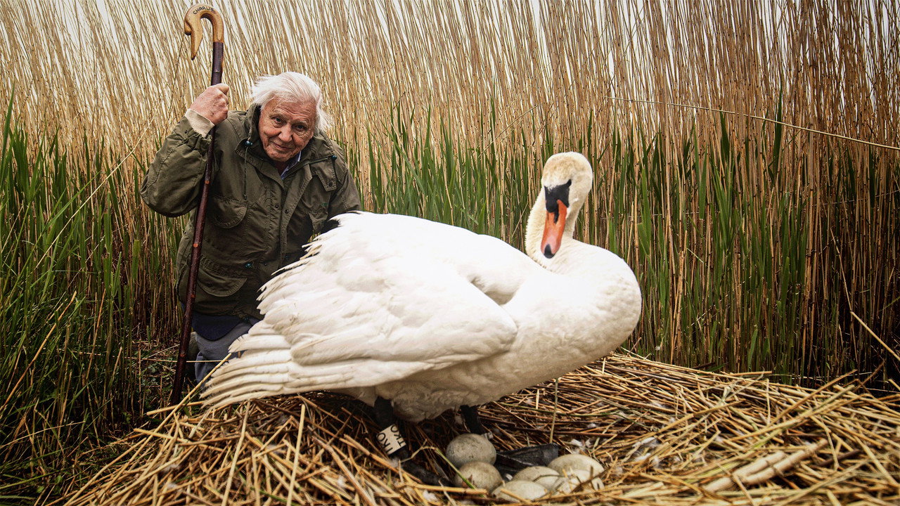 Attenborough's Wonder of Eggs