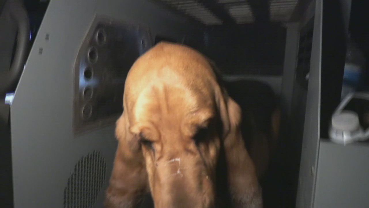 Live PD: Greatest Shifts — Épisode 13