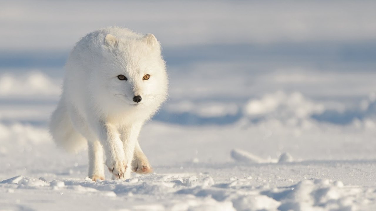 Strange Creatures of the Arctic Strange Creatures of the Arctic