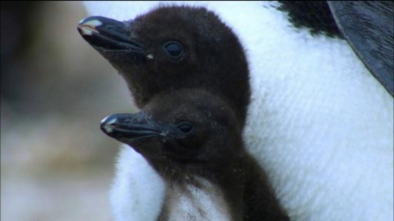 Nature - Season 33 Episode 2 : Penguins: Spy in the Huddle: First Steps