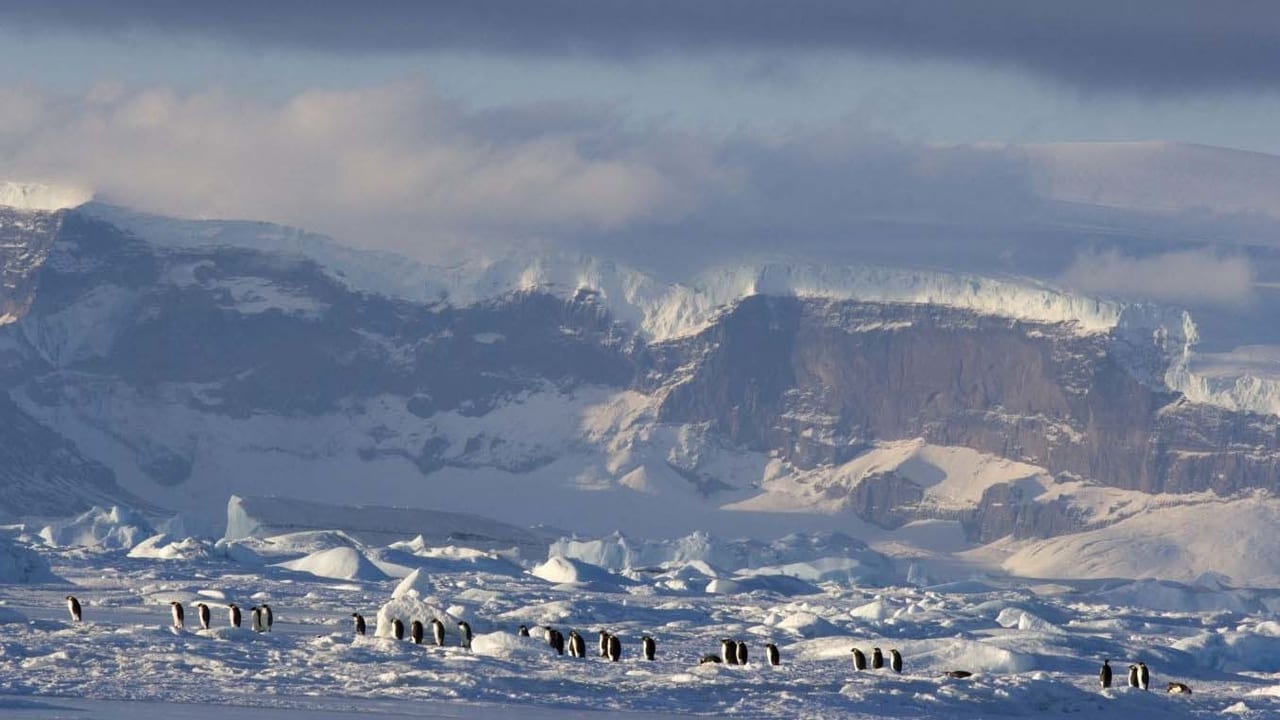 March of the Penguins 2: The Next Step Backdrop Image