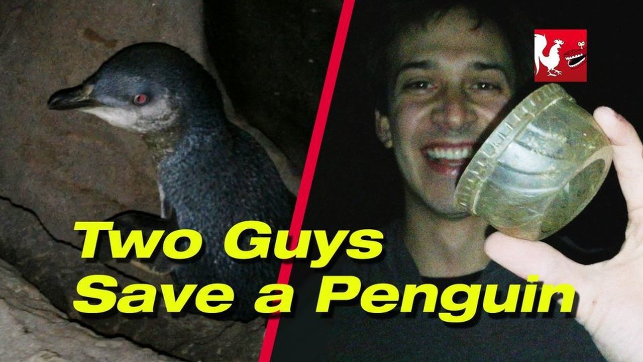 RT Life - Season 5 Episode 18 : Two Guys Save a Penguin