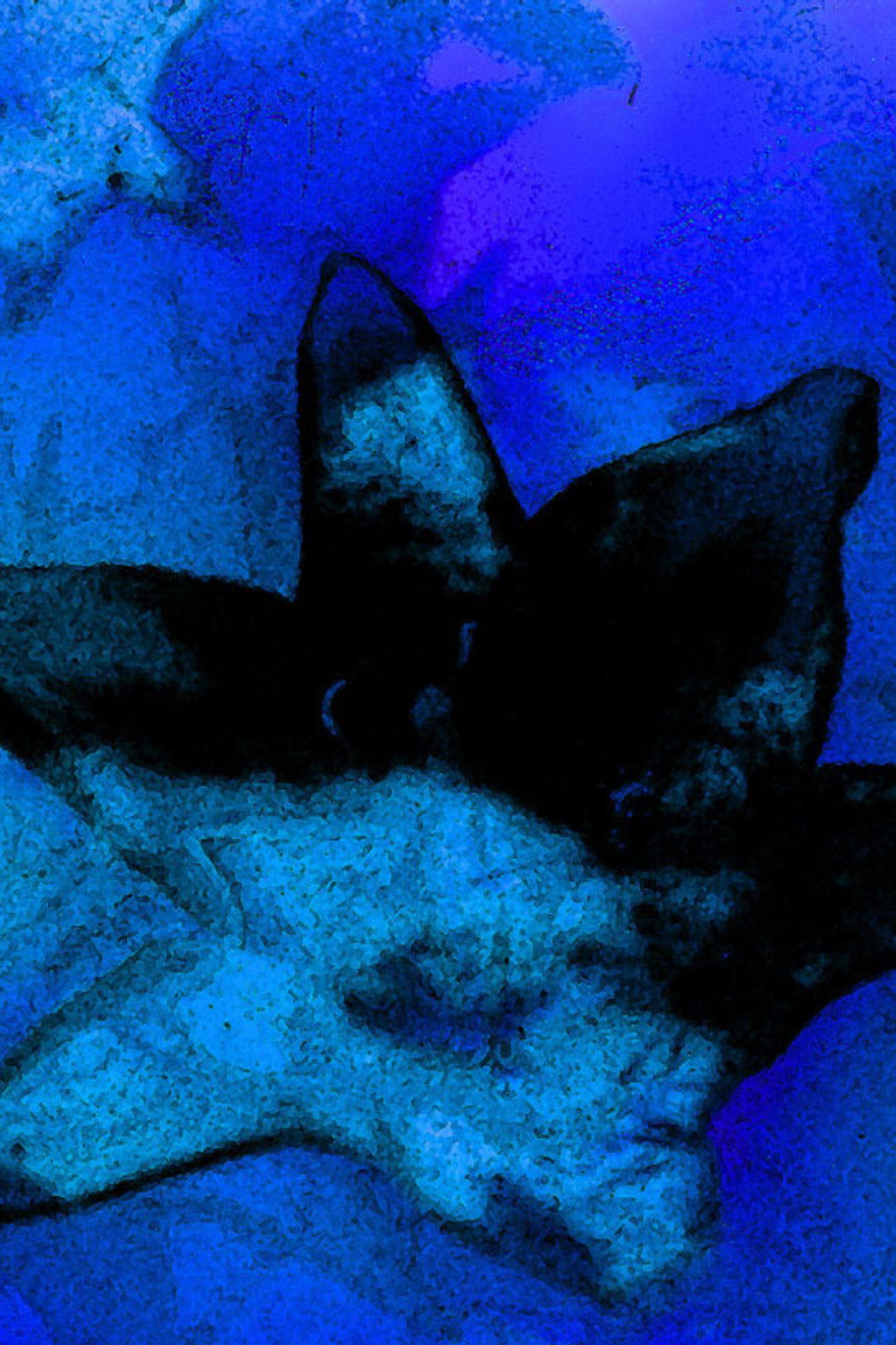 Blue Monet filmaffisch