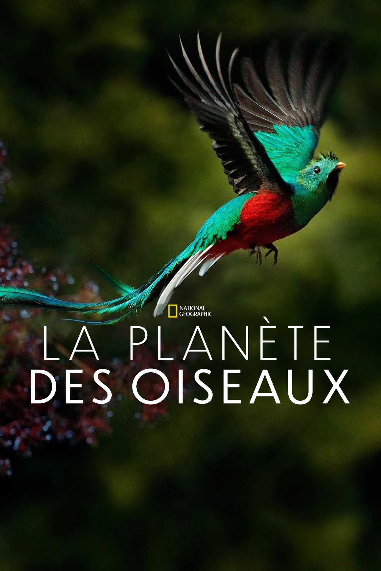 Planète des oiseaux