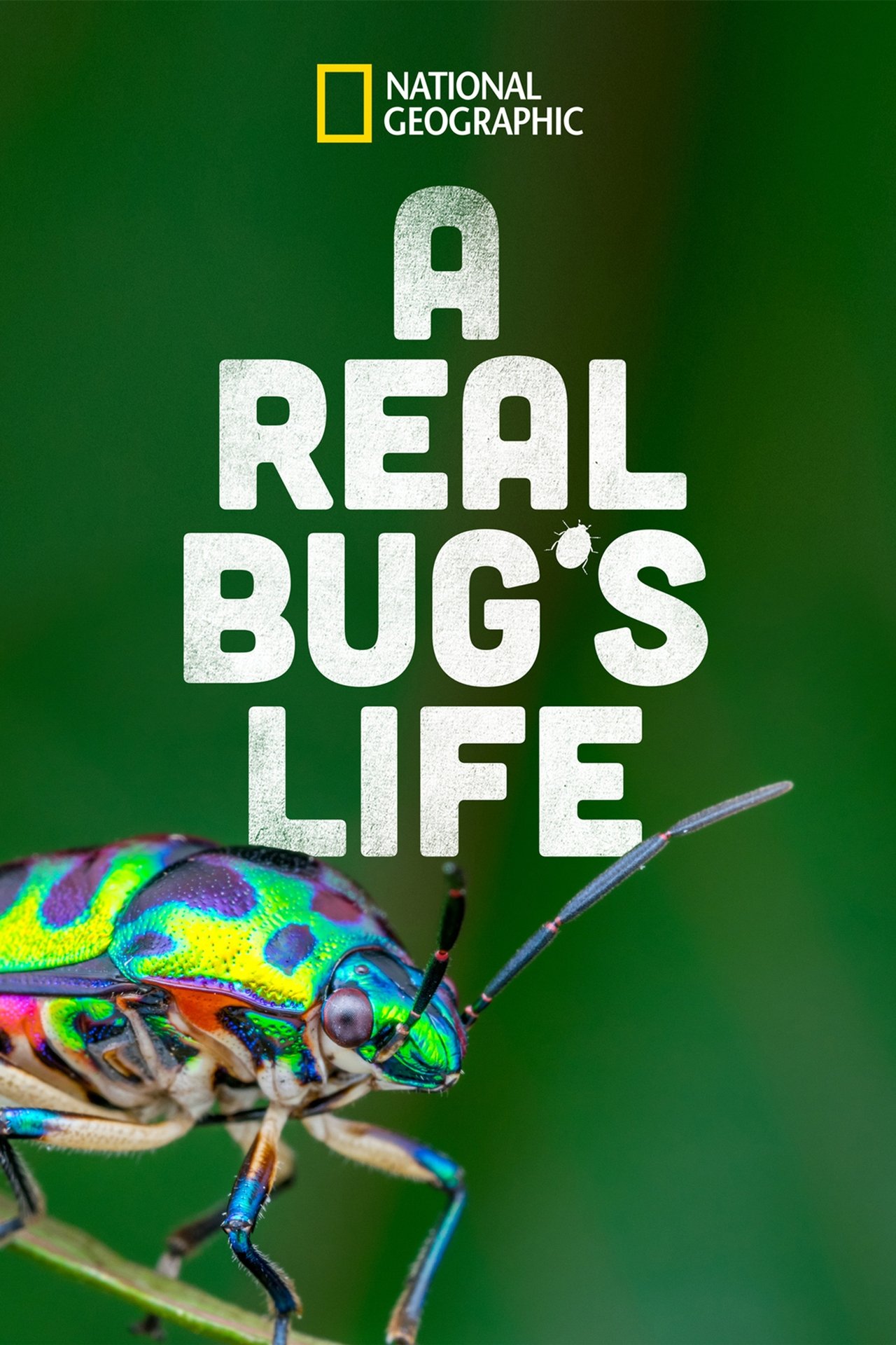 Poster A Real Bug's Life