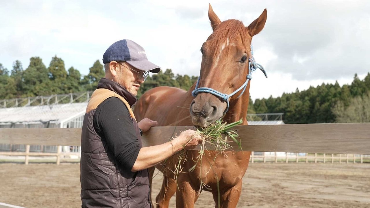 A Ranch for Retired Racehorses