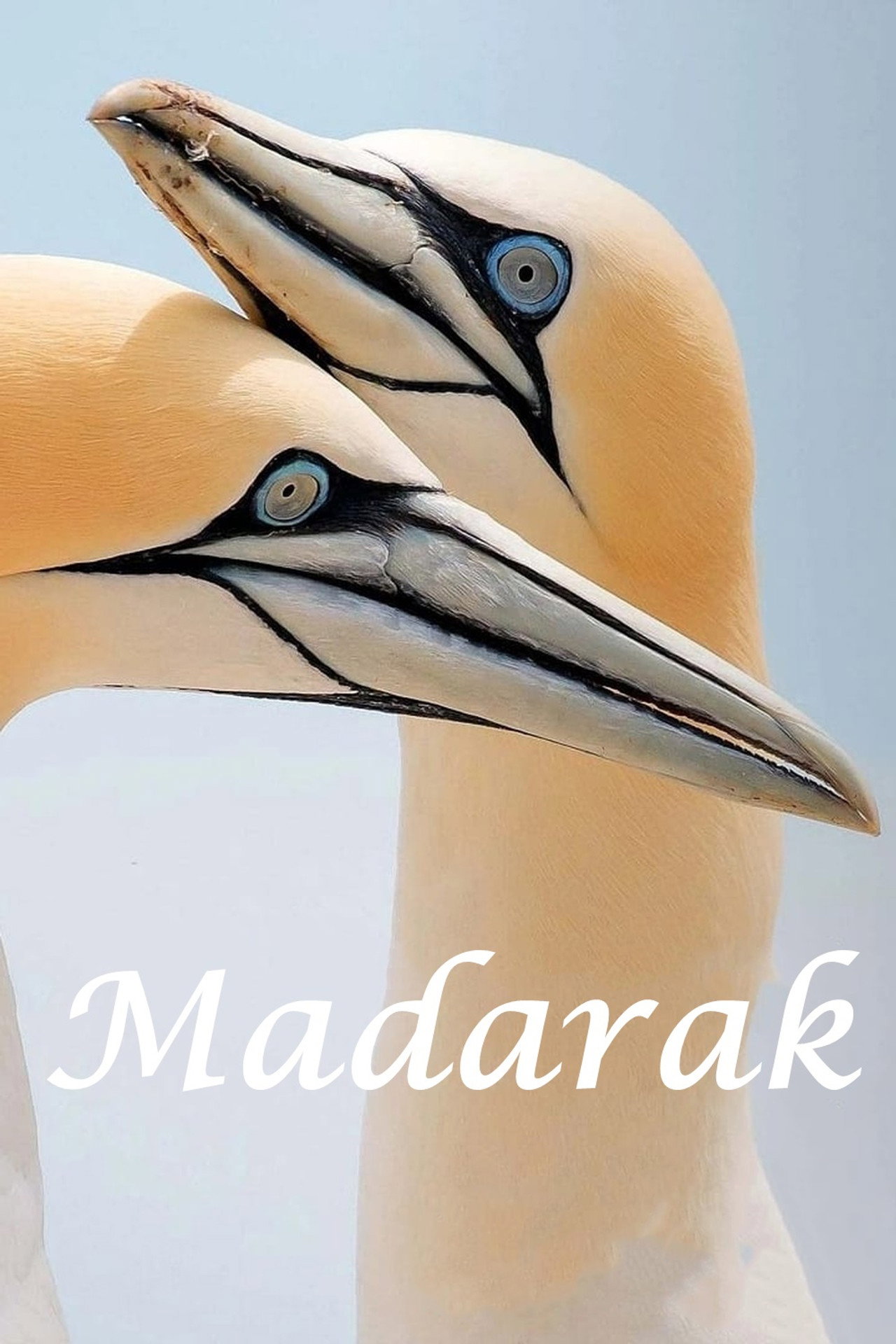 Madarak – plakát 4