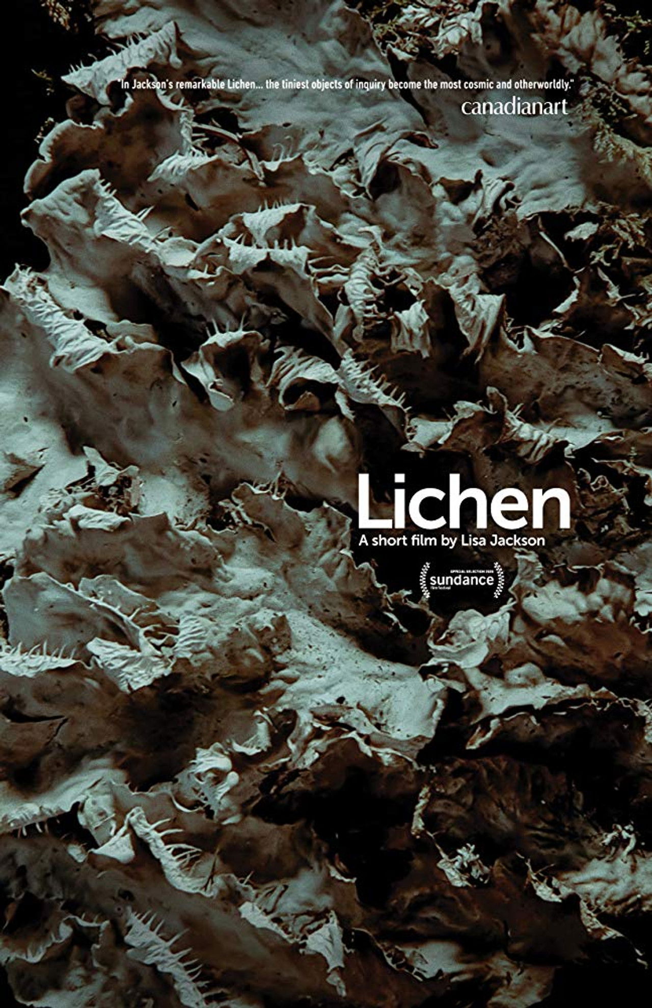 Lichen Backdrop