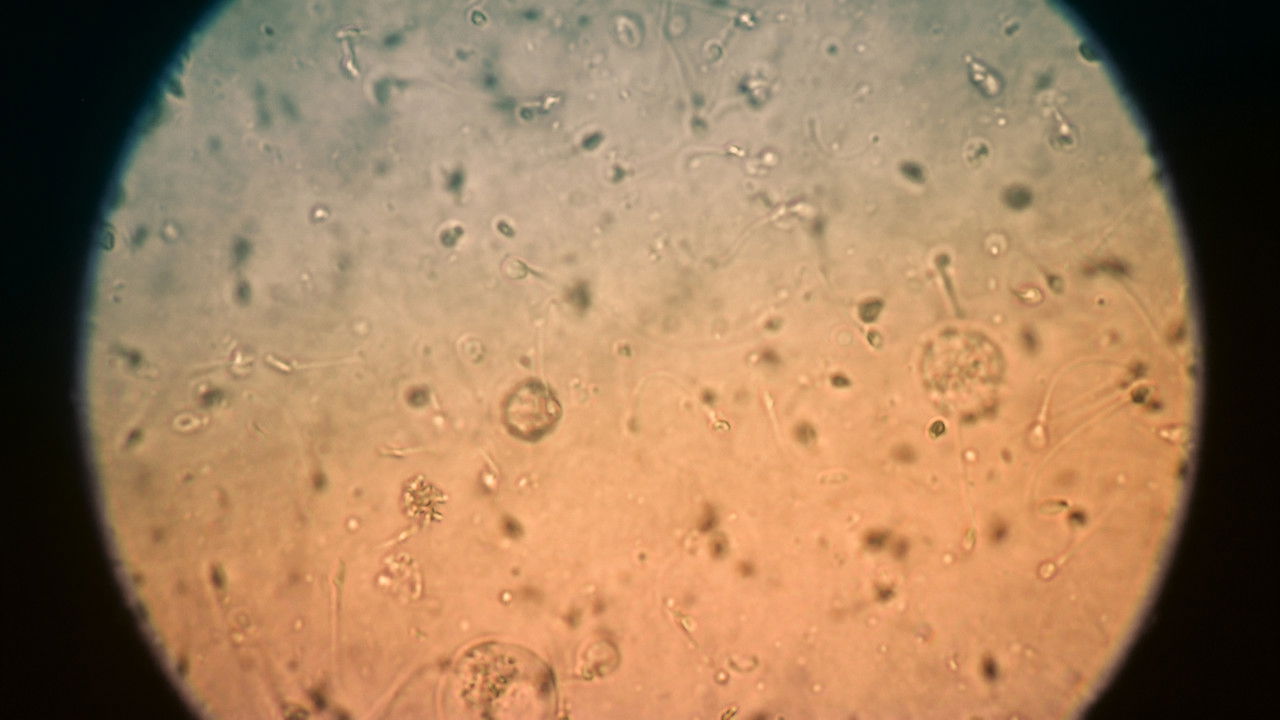 Sperminátoři — Épisode 1