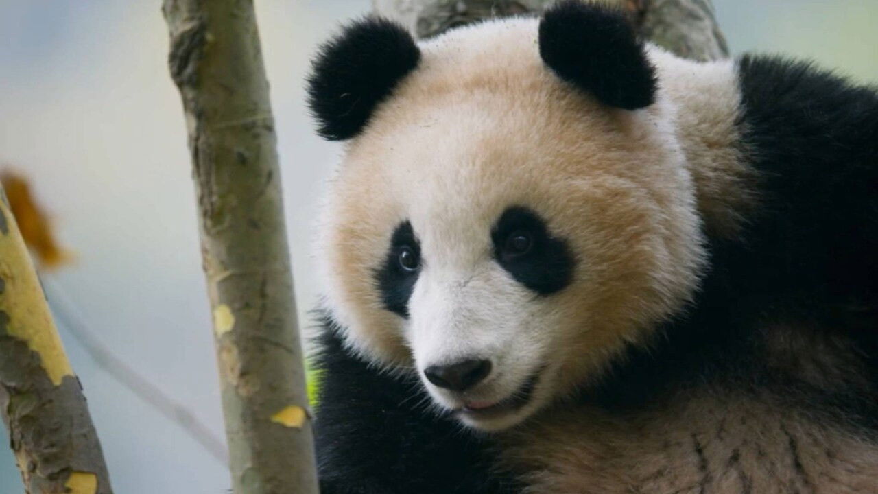 The most hostile environments for finding a partner