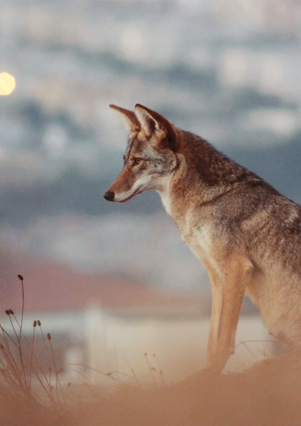 Don't feed the coyotes Backdrop