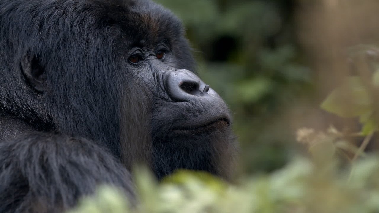 60 Minutes - Season 54 Episode 11 : 11/28/2021: Hazing, Saving the Mountain Gorillas, Rita Moreno