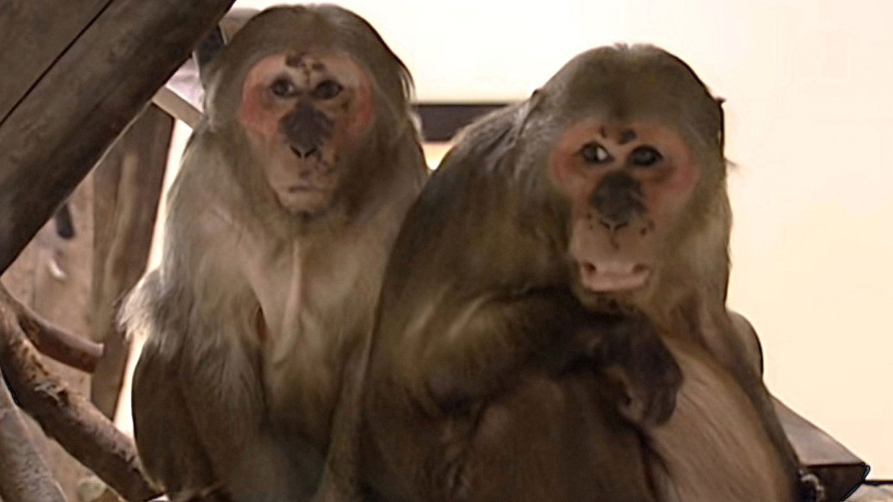 Monkey Business — Épisode 3