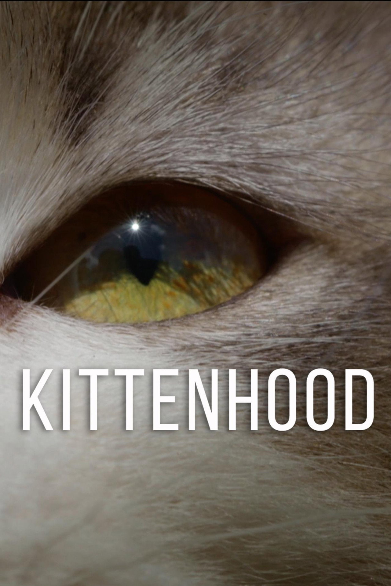 Kittenhood filmaffisch