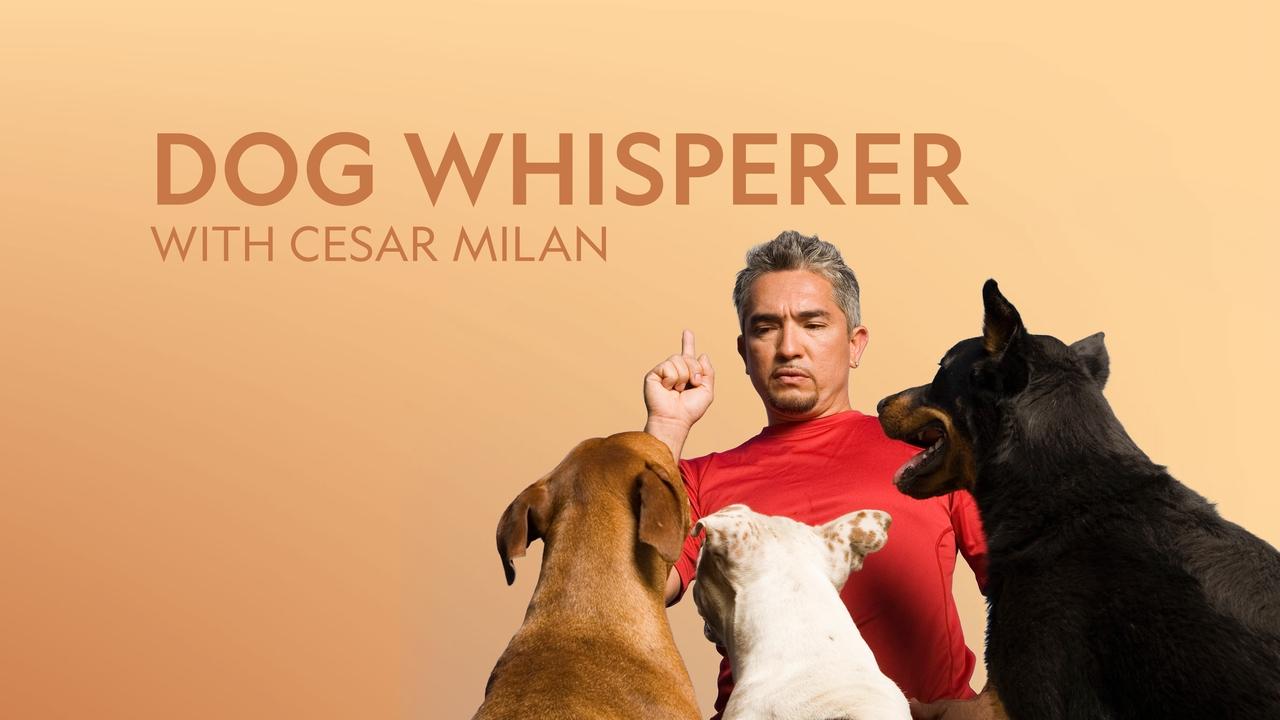 Dog Whisperer background