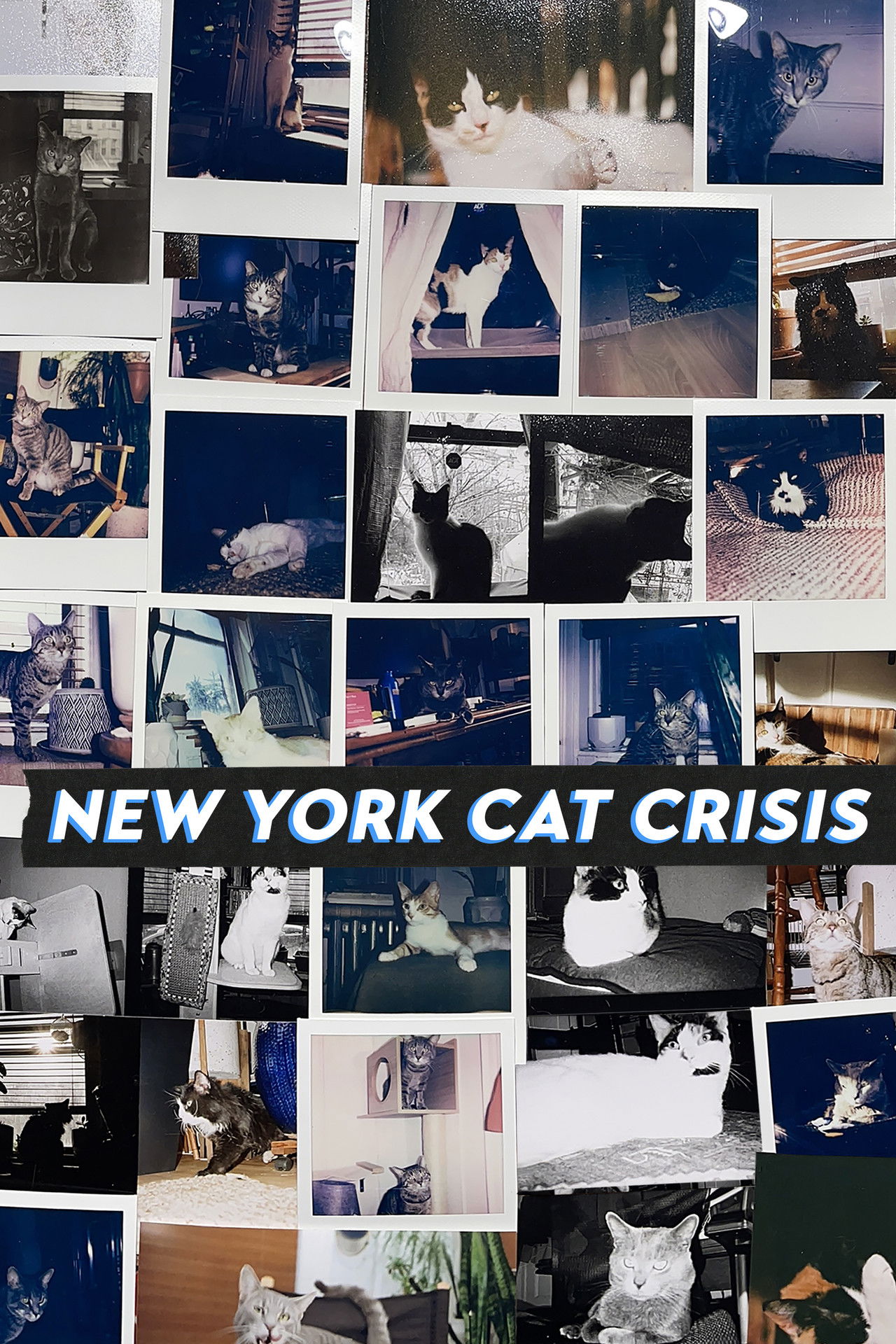 New York Cat Crisis poster