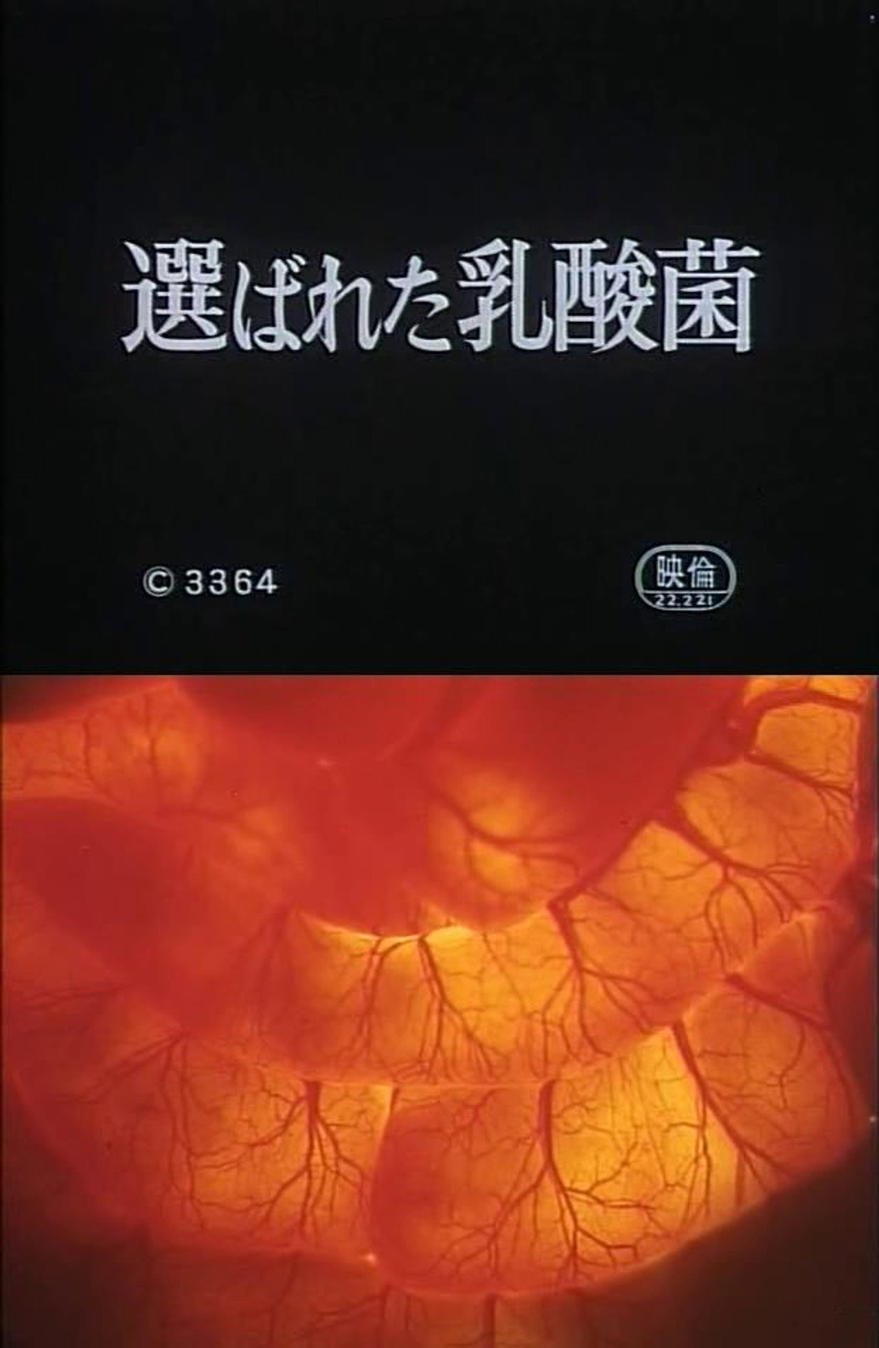 Selected Lactobacillus Strain Shirota Backdrop