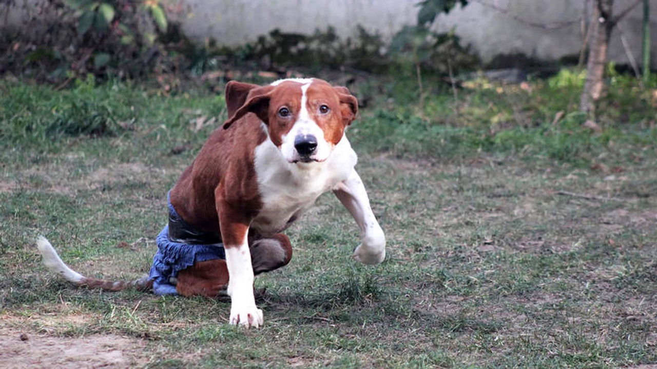 Die Unvermittelbaren - mit Martin Rütter — Épisode 3