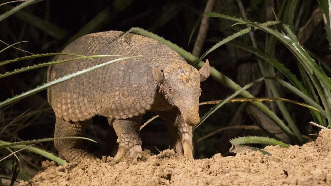 Nature - Season 35 Episode 14 : Hotel Armadillo