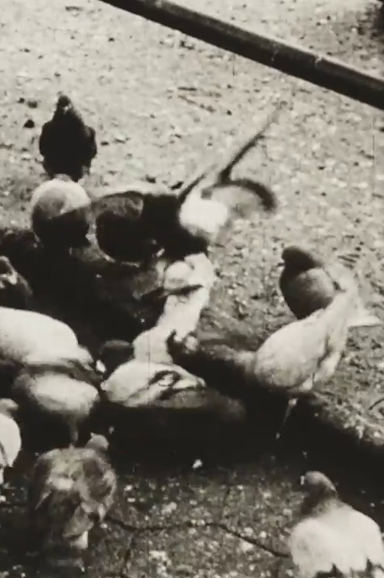 The Aviary (Short Sound Version) filmaffisch