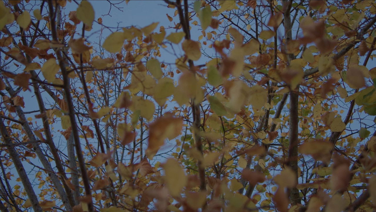 Hello Carl ! backdrop