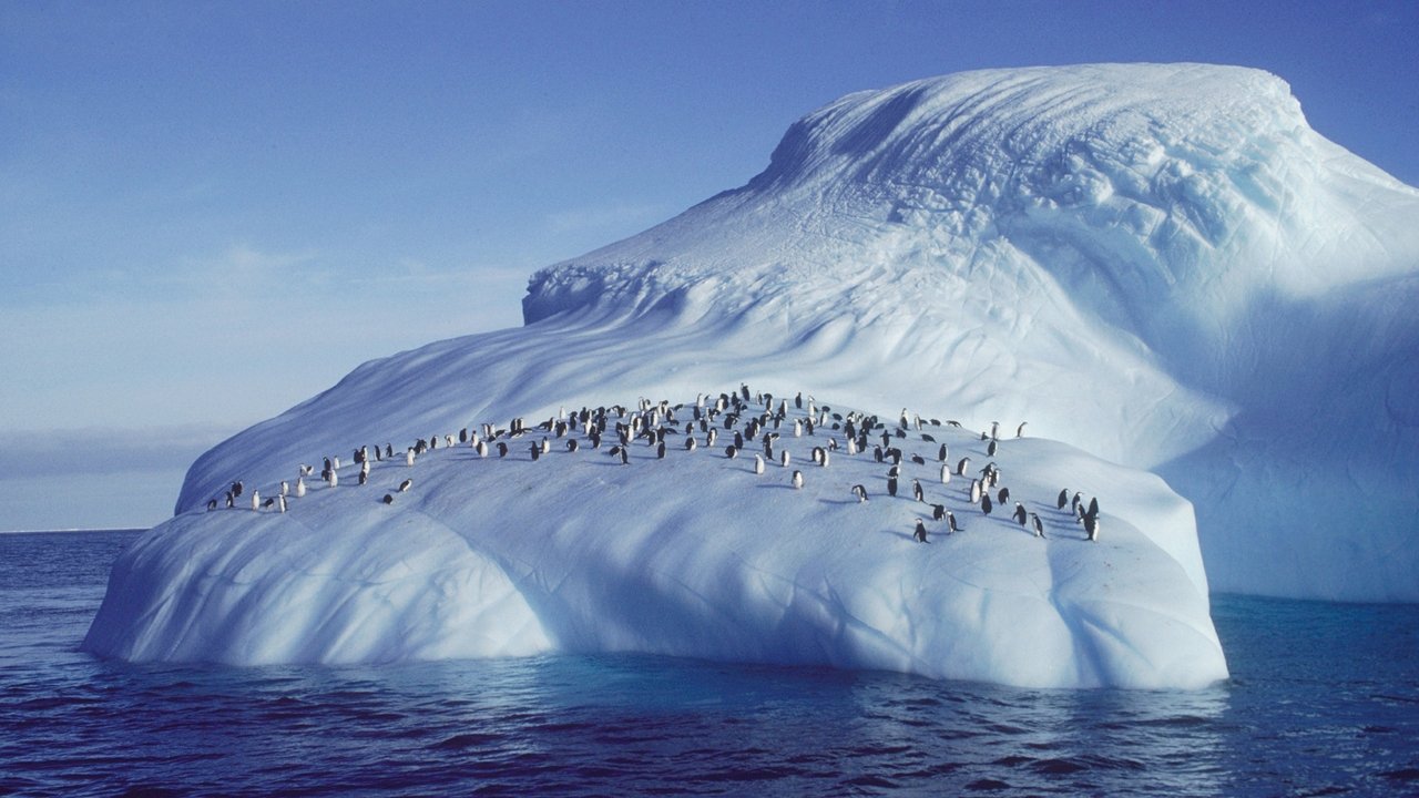 Nature - Season 25 Episode 2 : Penguins of the Antarctic