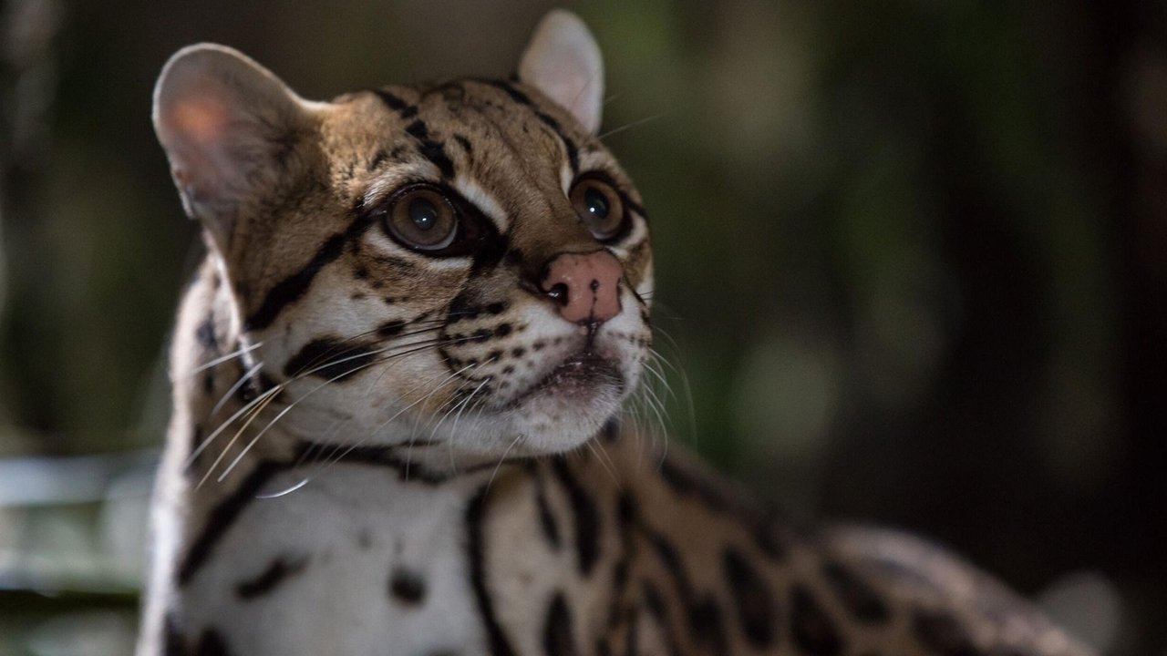 Nature - Season 41 Episode 4 : American Ocelot