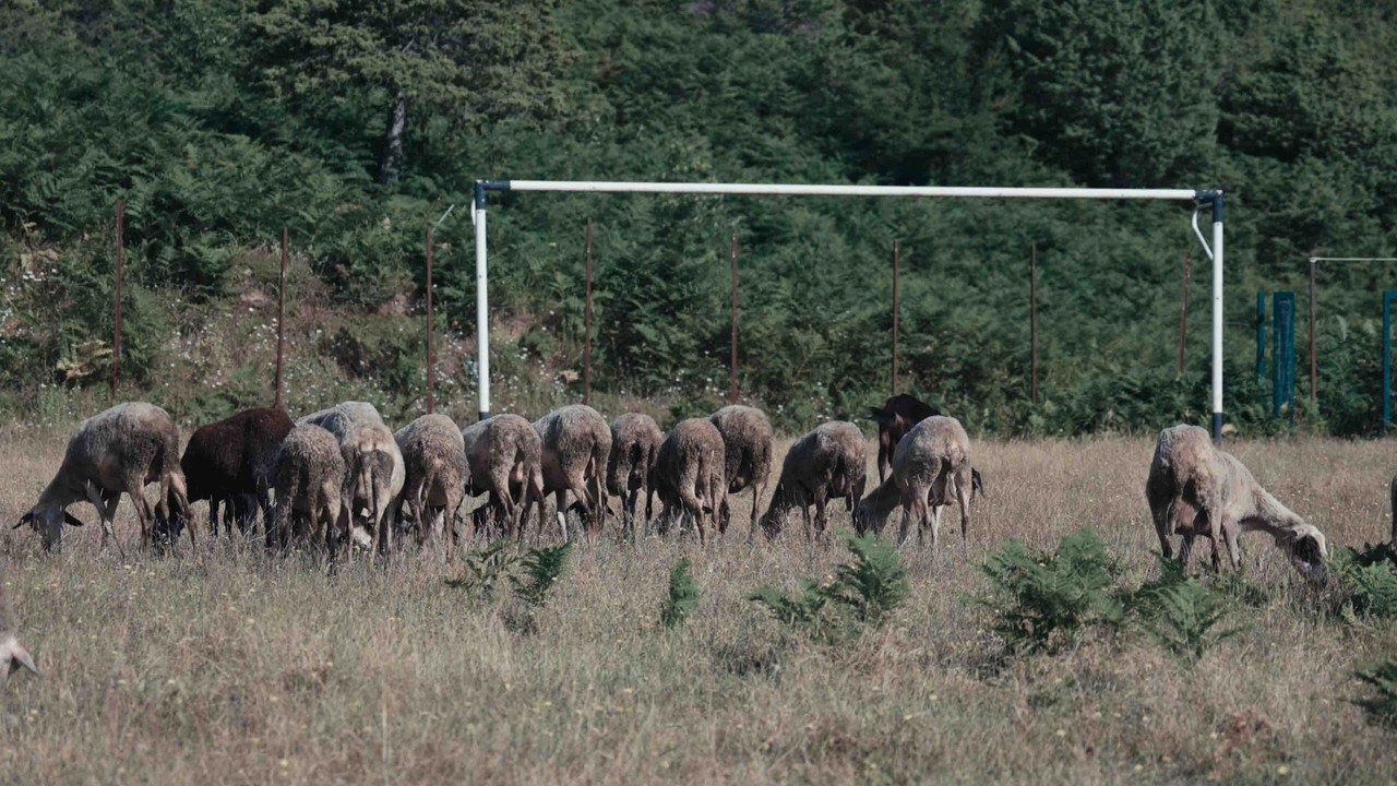 The Goals of August