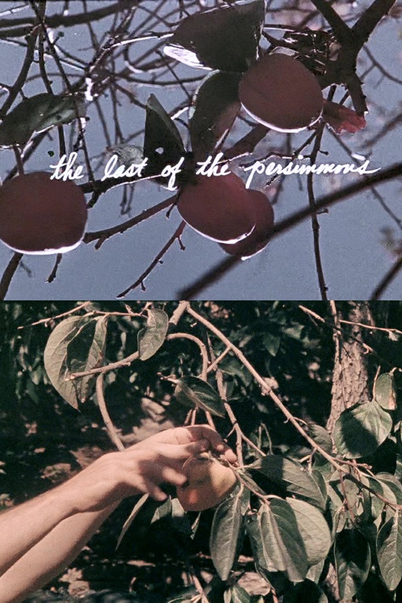 The Last of the Persimmons filmaffisch
