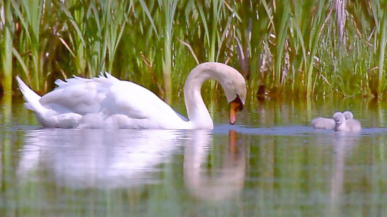 Springwatch - Season 10 Episode 11 : Episode 11