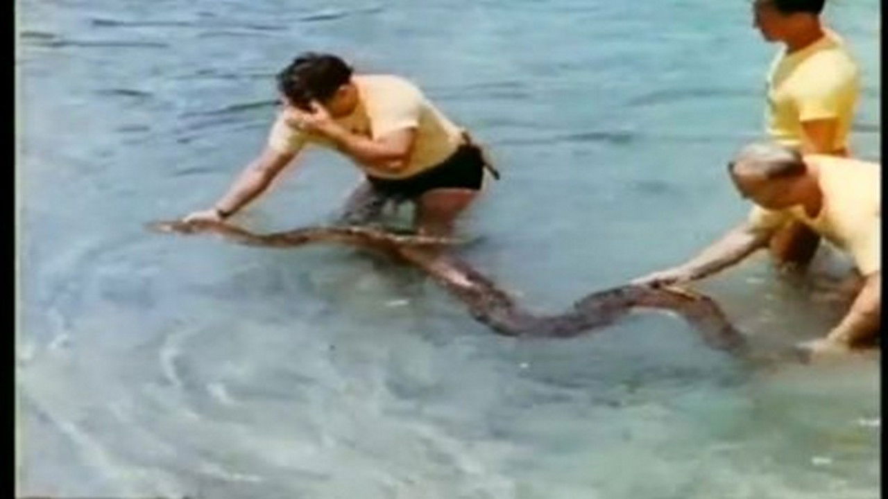 Mutual of Omaha's Wild Kingdom — Épisode 1