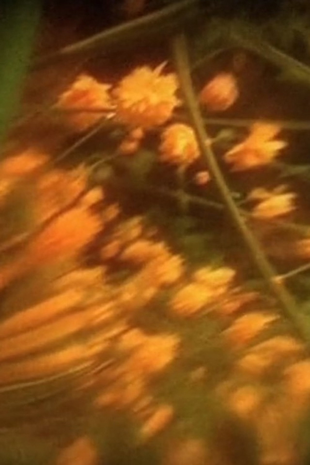 Preghiera n. 7 - Qual è la Mia Casa (Polittico di Primavera) filmaffisch