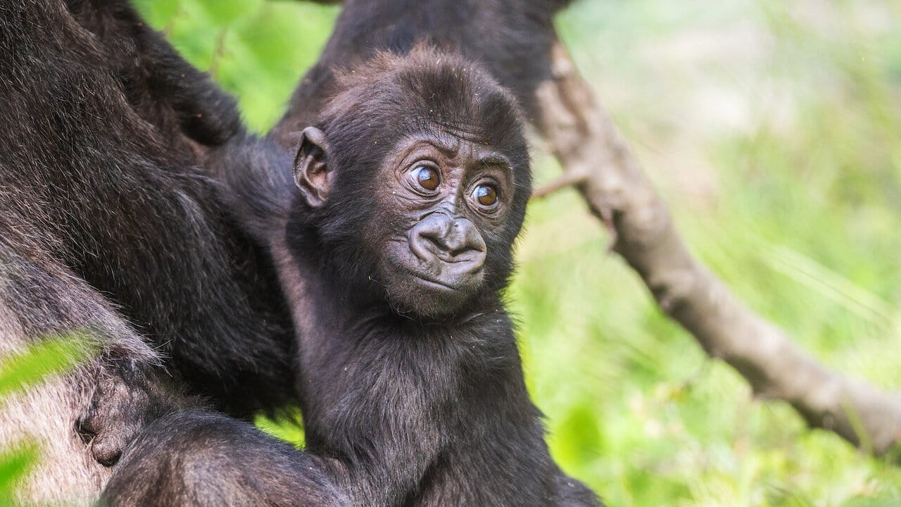 Baby Gorilla Cam background