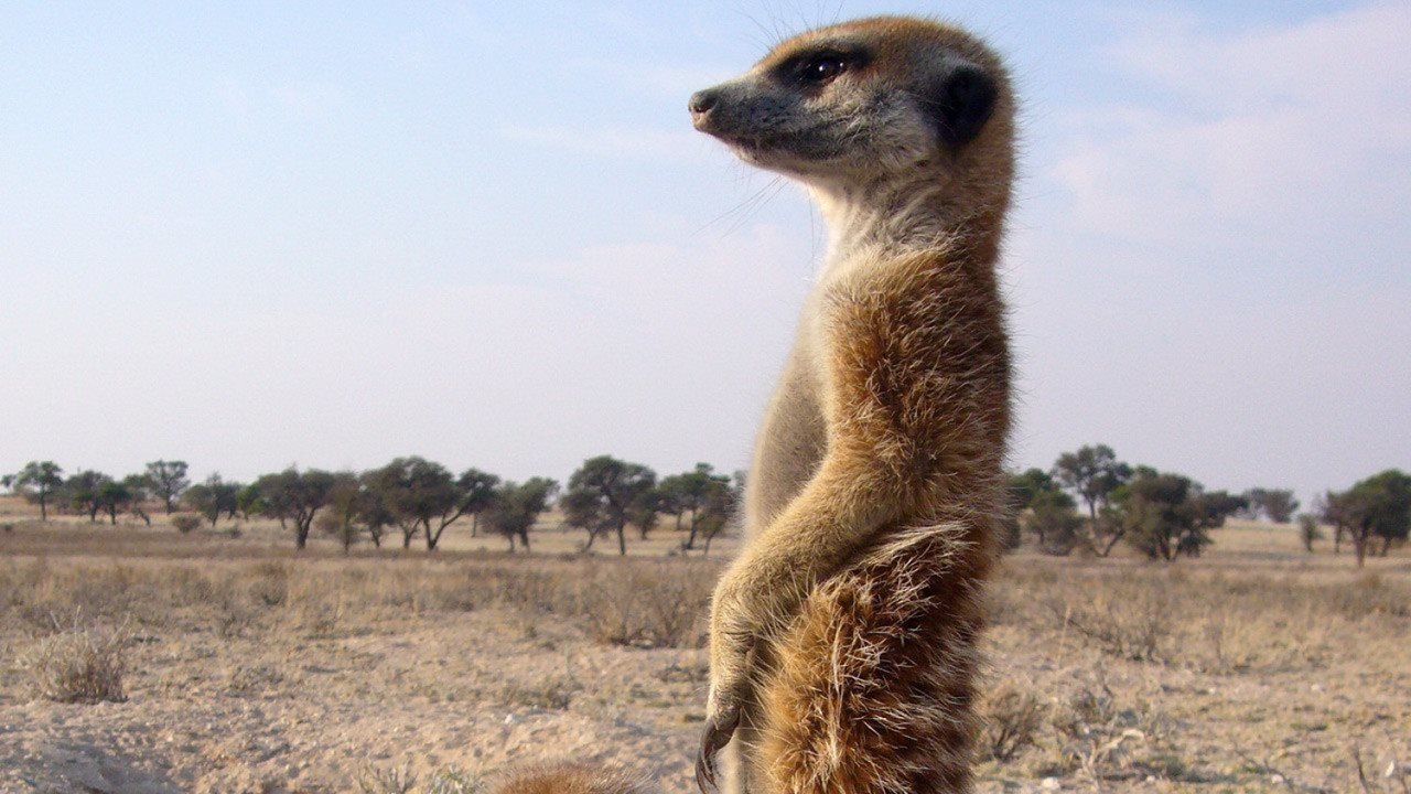 Der Clan der Erdmännchen