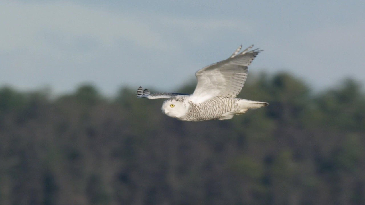 A Winter’s Tale: The Journey Of The Snowy Owls