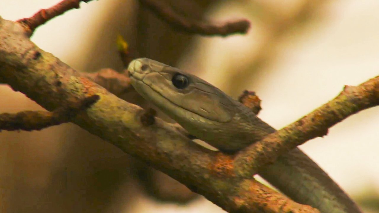 Naked and Afraid: Last One Standing - Season 1 Episode 3 : Africa's Most Dangerous Snakes