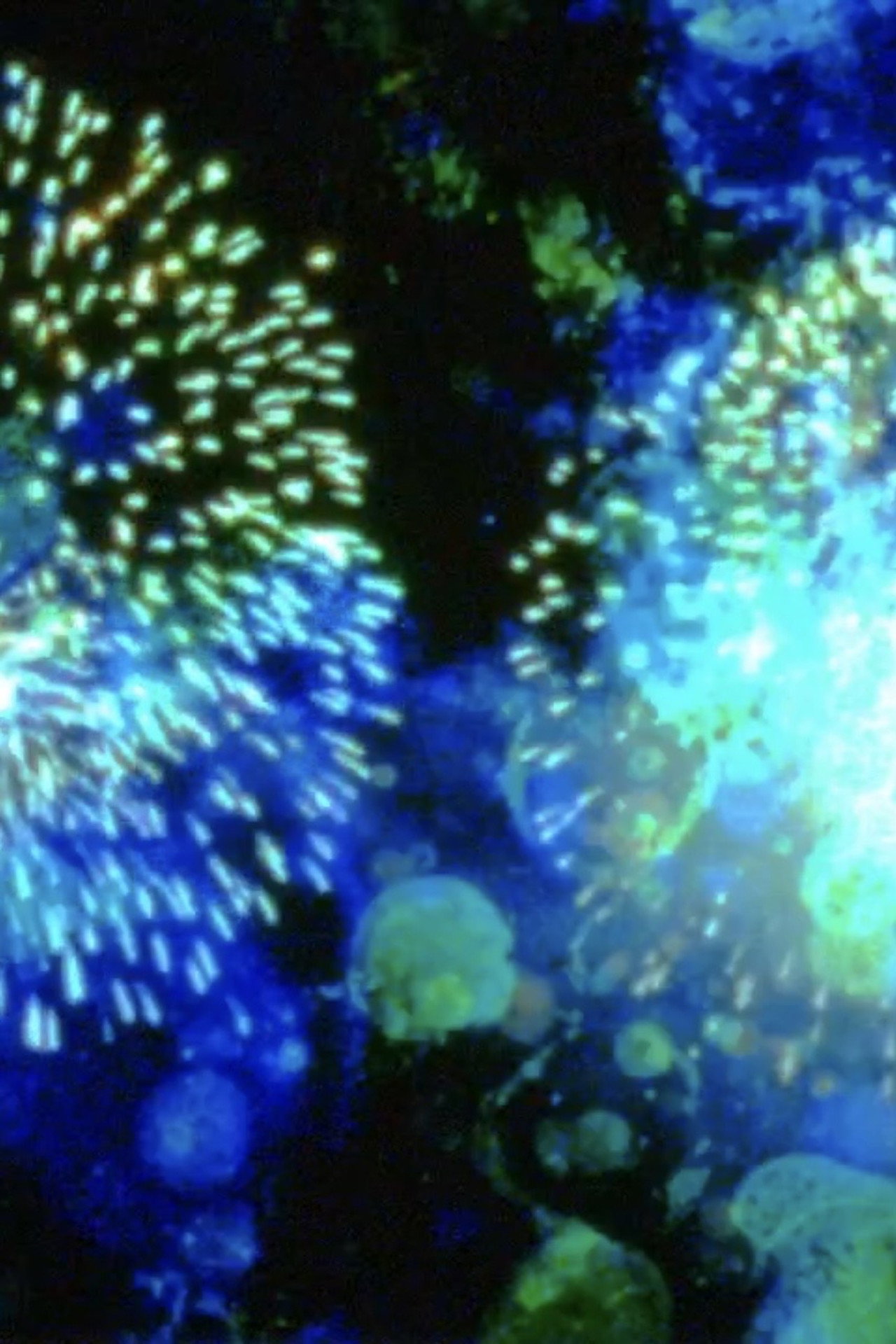 14 Juillet