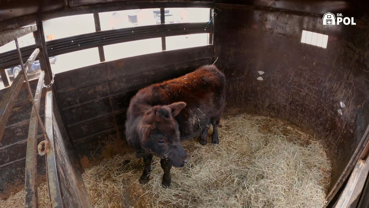 The Incredible Dr. Pol - Season 23 Episode 6 : All for One and One for Pol