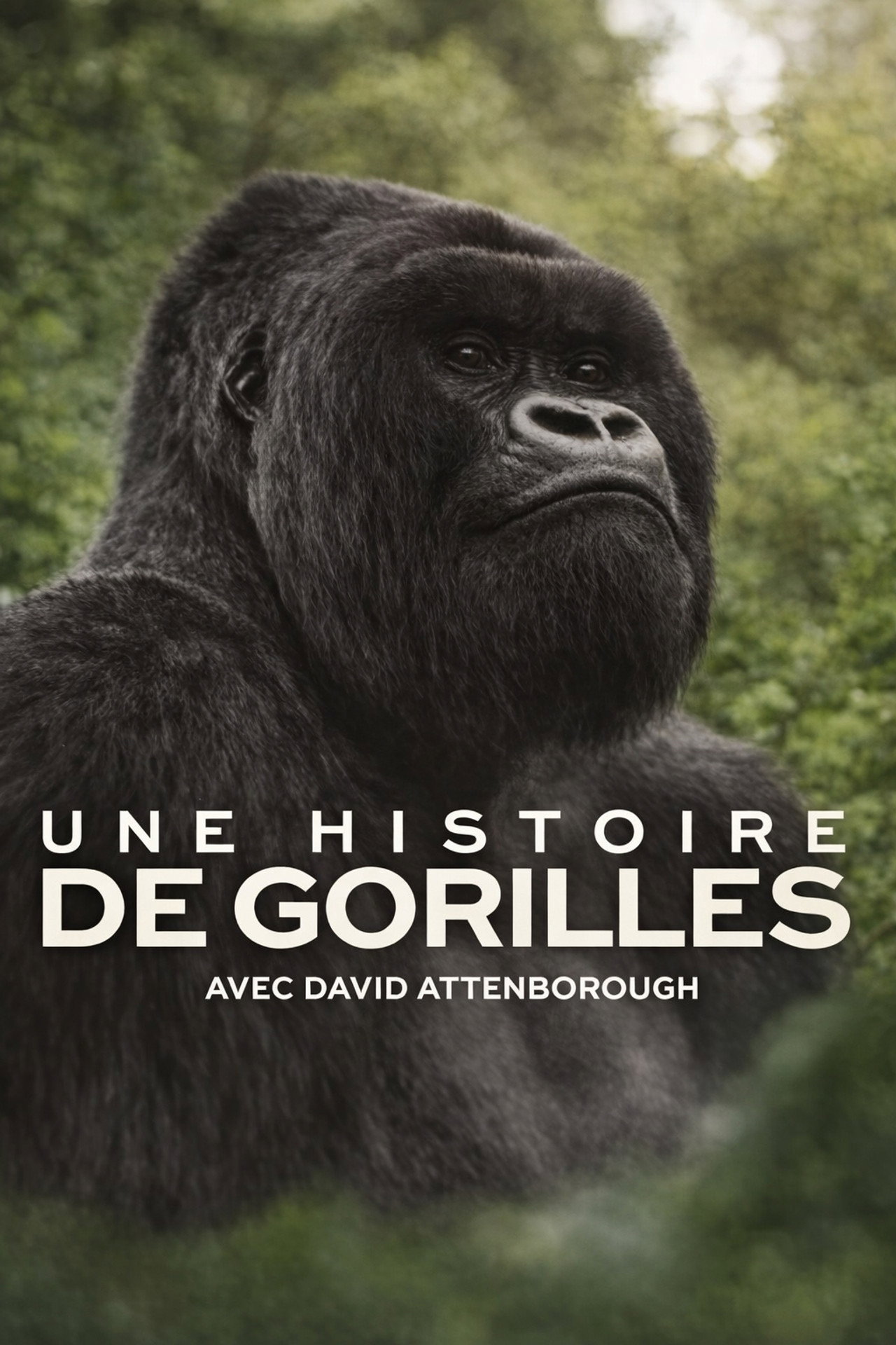 Une histoire de gorilles avec David Attenborough poster